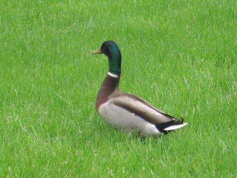 1991 Ford LTD Crown Victoria - male mallard duck with a glossy green head and white neck ring stands in profile on a lawn of bright green grass.