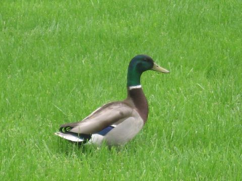 1991 Ford LTD Crown Victoria - male mallard duck with a green head, white collar, and blue wing patch walks across a sunlit field of green grass.