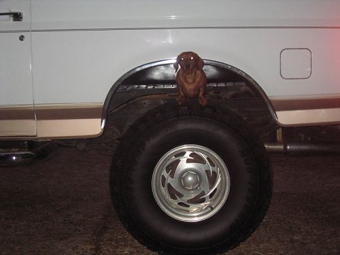 1996 Ford Bronco - our wiener dog on top of my 35's