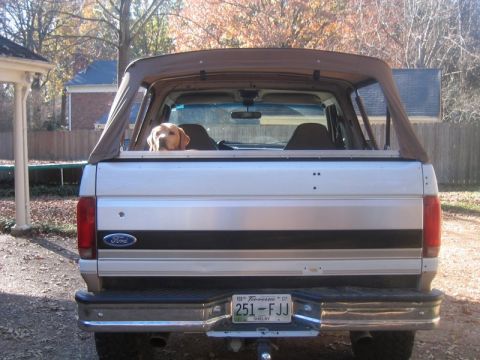 1996 Ford Bronco - Rear view of a white and tan two-tone Ford Bronco with the rear glass down and a tan soft top fitted over the rear section, a yellow Labrad…