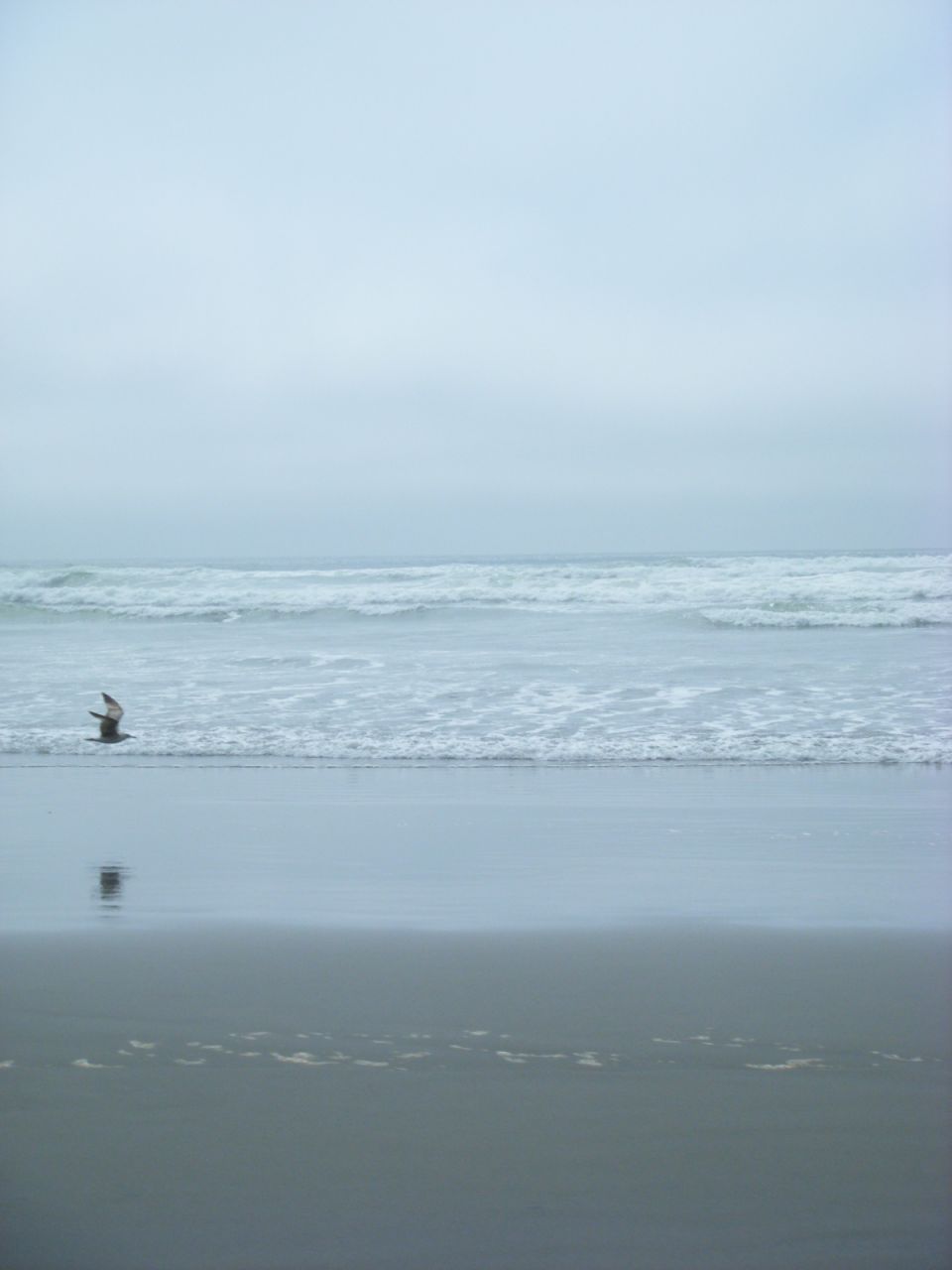 Seagull flying over a beach with waves and a cloudy sky.