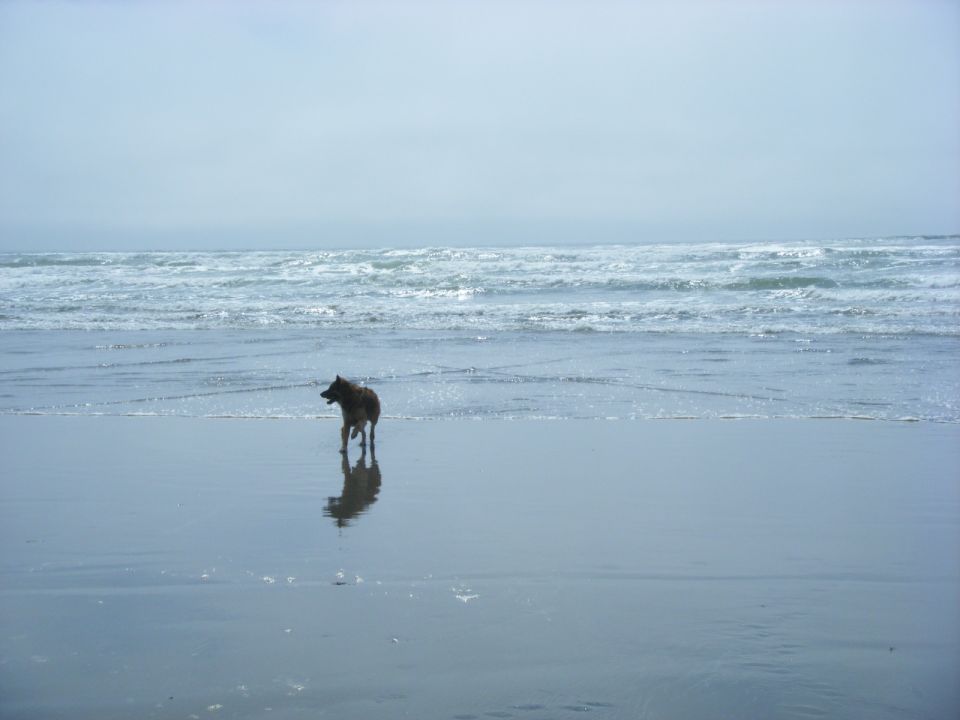 A dog on a beach with the ocean.
