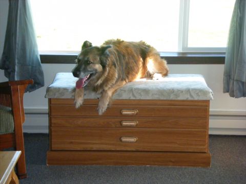1994 Ford Explorer - A dog is lying down on top of a wooden chest of drawers in front of a window.