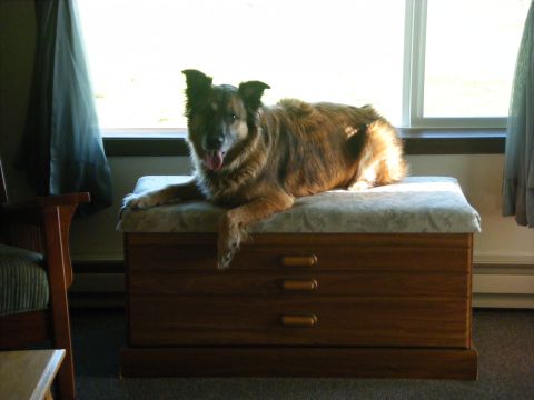 1994 Ford Explorer - Dog rests on a wooden chest in front of a window, with curtains on either side.