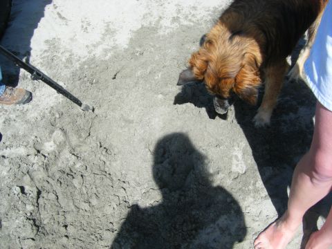 1994 Ford Explorer - A dog investigates the sandy ground, with human legs and shadows visible.