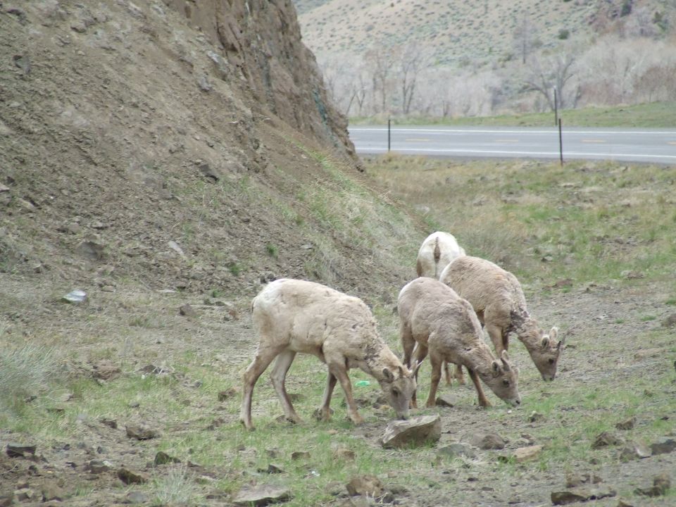Four bighorn sheep graze on a rocky, grassy hillside next to a road