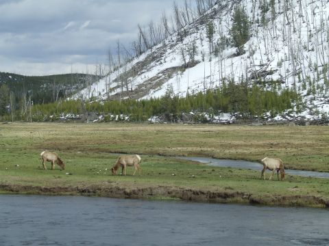 1979 Ford Bronco - Elk are seen grazing in a field near a river, with a snow-covered hill in the background.
