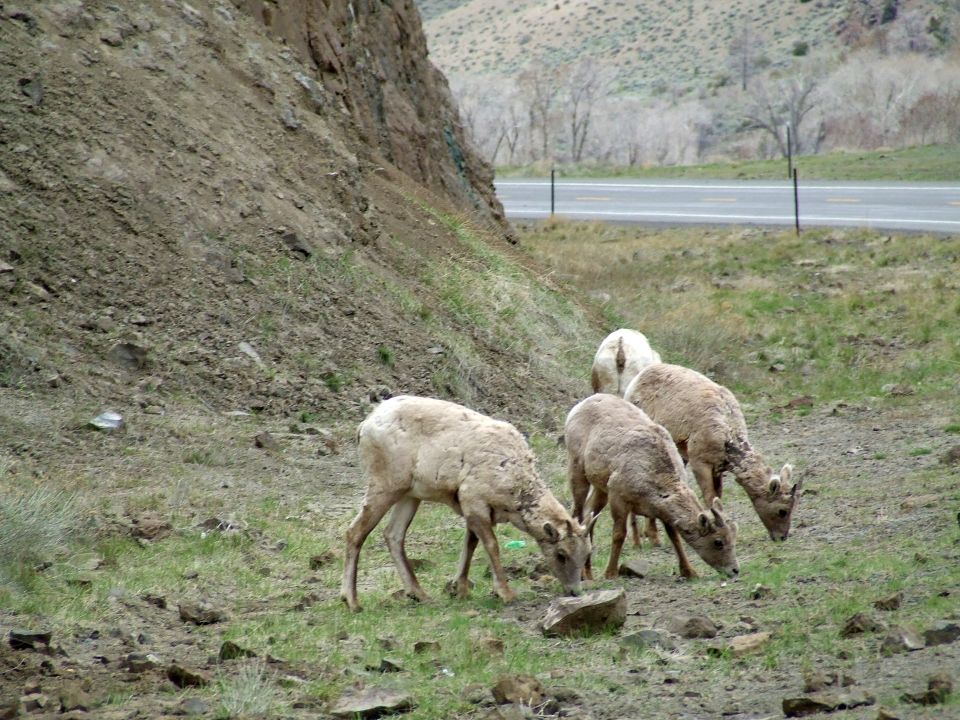 Four bighorn sheep grazing on a roadside cut bank beside a two-lane highway