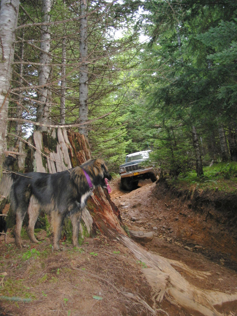Long-haired dog in a pink harness watching a white pickup descend an eroded forest trench