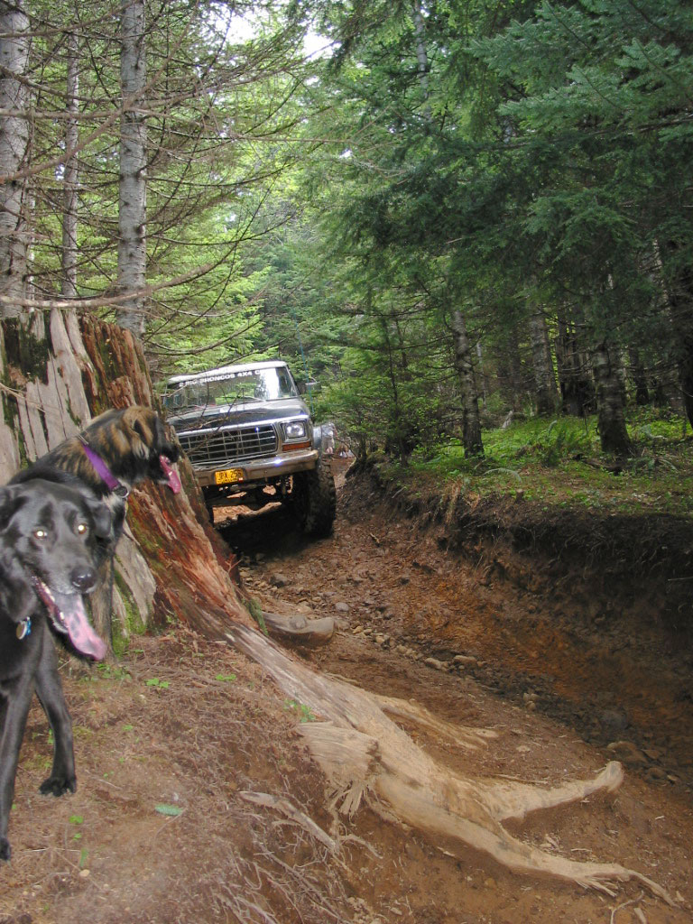 Black dog in foreground with a white square-body pickup crawling a deep dirt trench behind