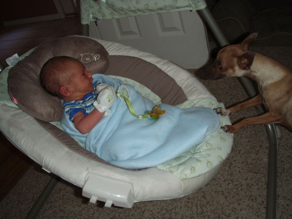 Dog looking at a baby in a bouncer
