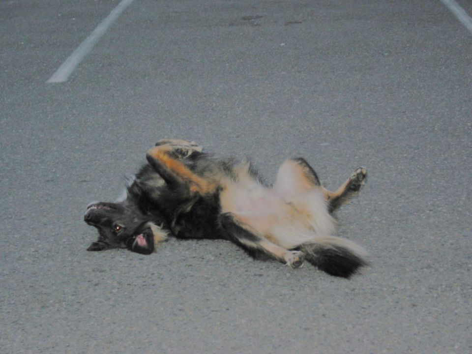 Black and tan dog rolling on its back on paved parking lot pavement