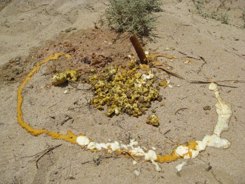 1994 Jeep YJ - Animal droppings and spilled foam on the ground in a dry, outdoor environment.