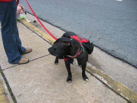 1985 Ford LTD Crown Victoria - A dog wearing a backpack is on a leash next to a person on a sidewalk.