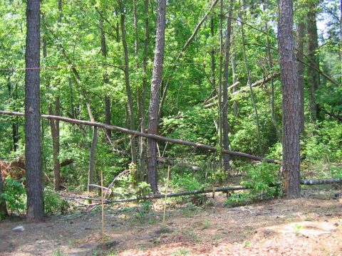 1985 Ford LTD Crown Victoria - A dense forest scene with numerous fallen trees and saplings, some marked with stakes.