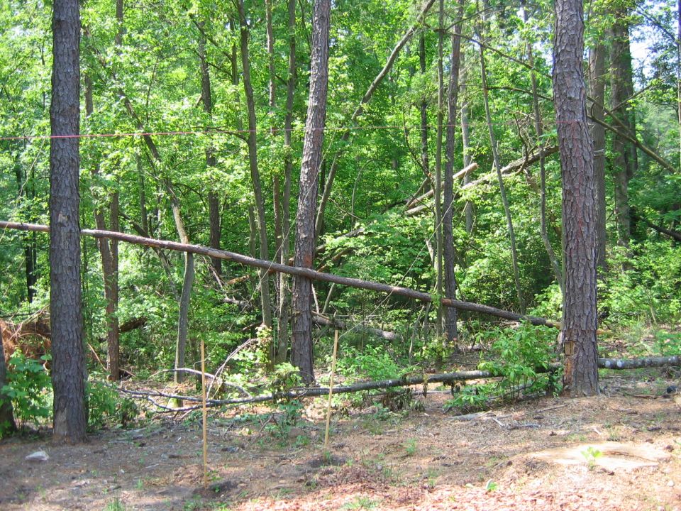 Forest scene with fallen trees and saplings marked with stakes