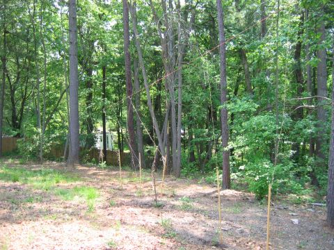 1985 Ford LTD Crown Victoria - A white house and fence are visible through trees in a wooded area with young plants staked in the ground.