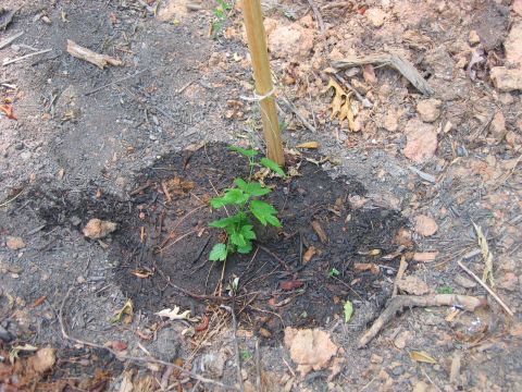 1985 Ford LTD Crown Victoria - A small plant is supported by a stake in the ground, surrounded by dirt and debris.