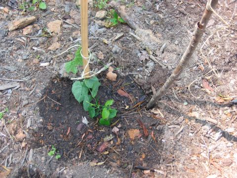 1985 Ford LTD Crown Victoria - A young plant is supported by a bamboo stake and twine in a patch of soil.