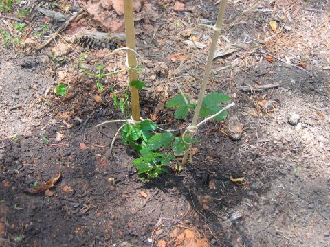 1985 Ford LTD Crown Victoria - A young hop plant is being trained to grow upwards on bamboo stakes in a garden setting.
