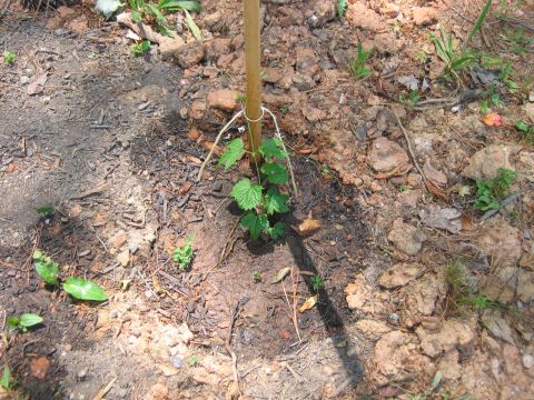 1985 Ford LTD Crown Victoria - A young hop plant is supported by a wooden stake in a garden setting.