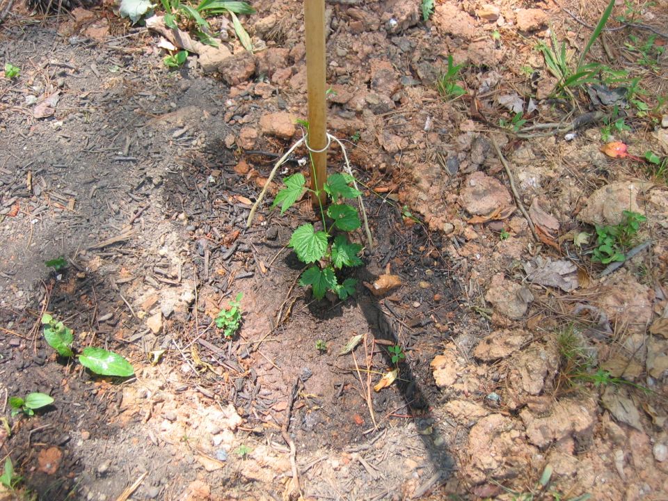 Young hop plant tied to a wooden stake in soil