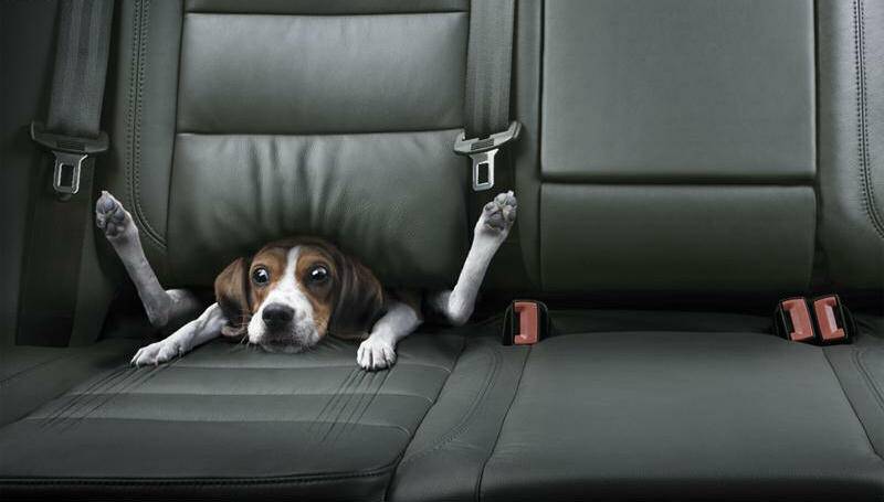 Beagle dog peeking out from between car back seat cushions