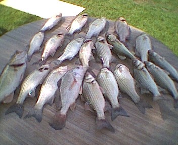 1995 Ford Crown Victoria - A collection of freshly caught fish are displayed on a wooden surface, ready for preparation.