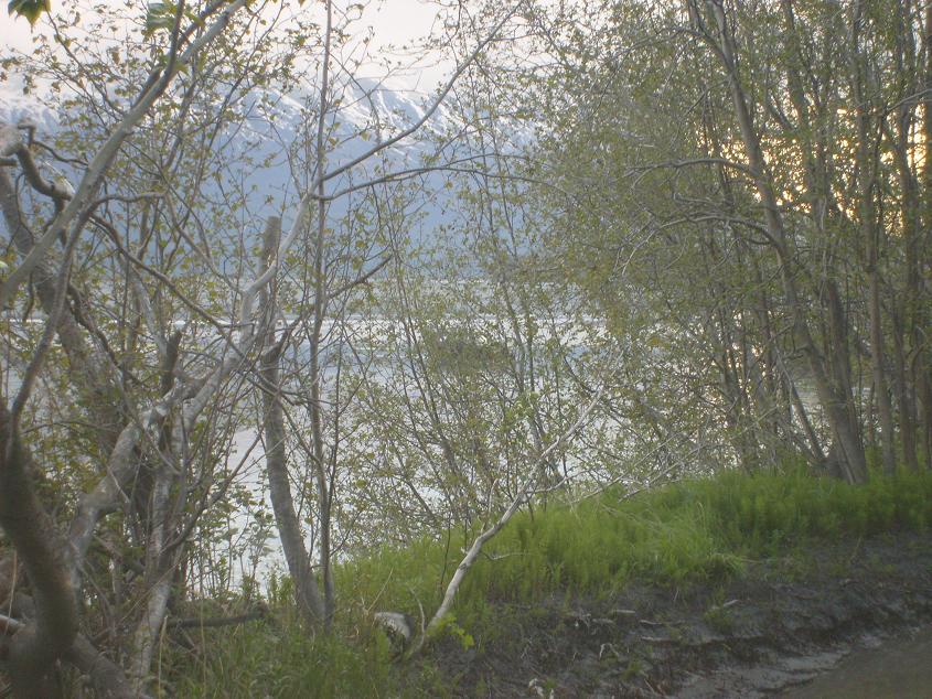 Trees in the foreground with a body of water and snow-capped mountains in the background.