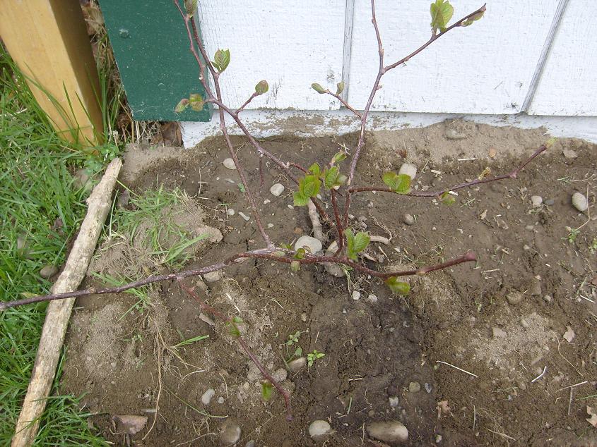 Young plant with green leaves growing in dirt next to a white building.