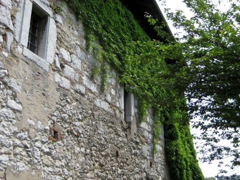 1996 Ford Bronco - An old stone building facade is partially covered by dense green ivy, with a large tree branch obscuring the sky.