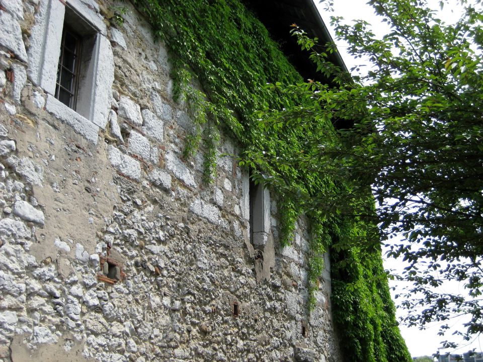 Stone wall of an old building covered in ivy, with a window and a tree branch in the foreground