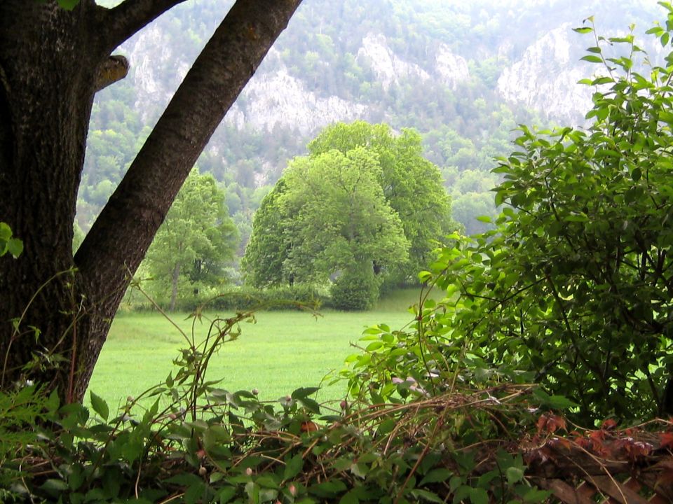 Green field with trees and rocky mountains in the background, framed by tree trunks and foliage