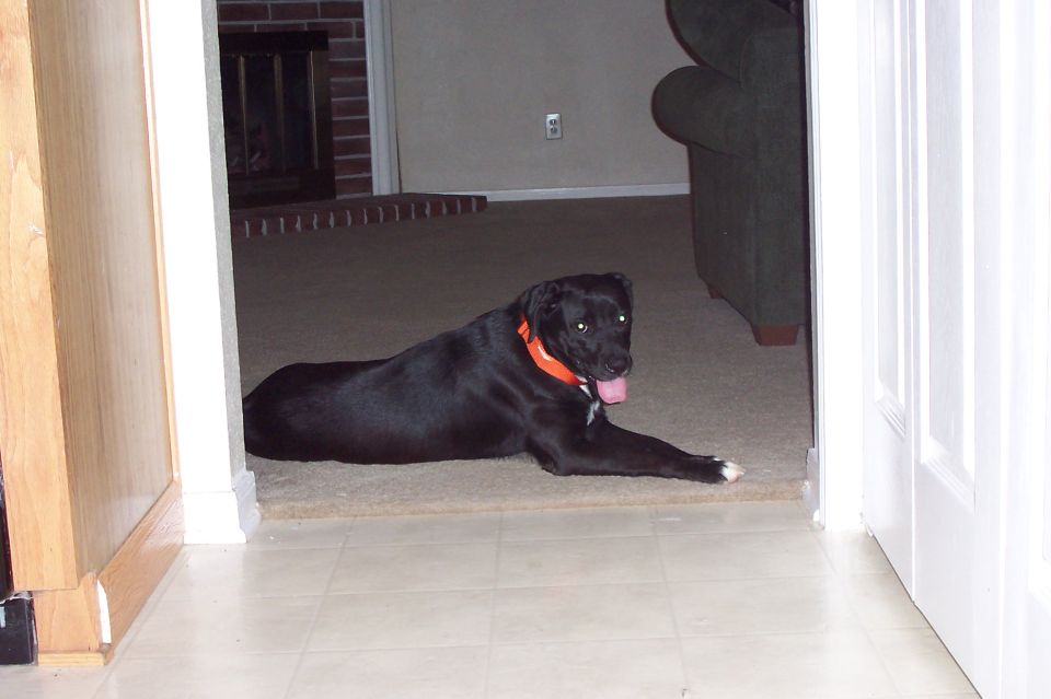 Black dog with orange collar lying on carpet in a doorway