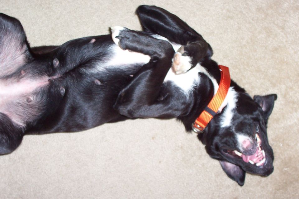 black and white dog with orange collar on its back, showing belly