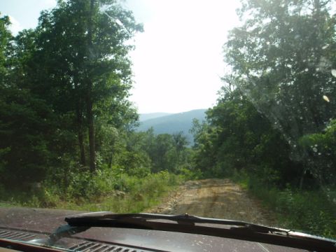 1980 Ford Bronco - Driving on a rough dirt road surrounded by dense trees and rolling hills under a bright sky.