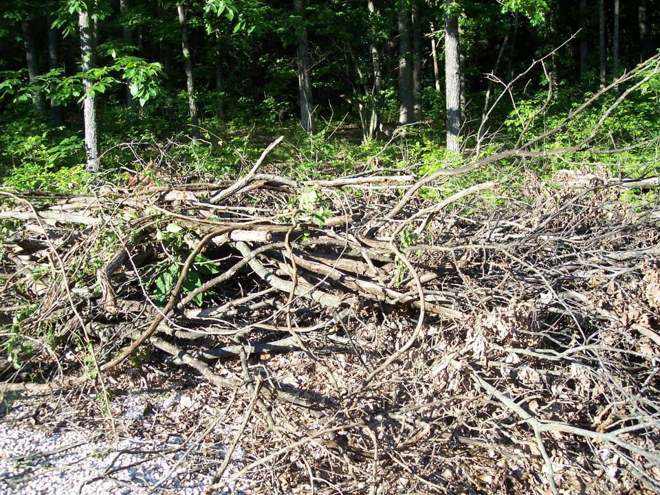 Pile of branches and leaves in a wooded area