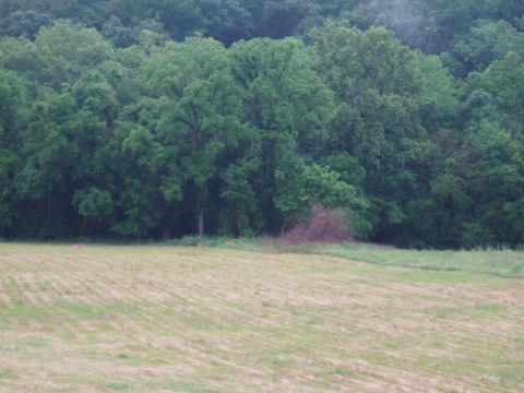 1980 Ford Bronco - A wide shot shows a mowed field in the foreground with a dense forest in the background. Several deer are visible grazing in the field near…