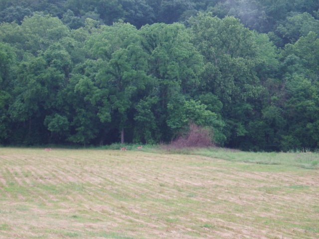 Mowed field with a forest and deer in the background.