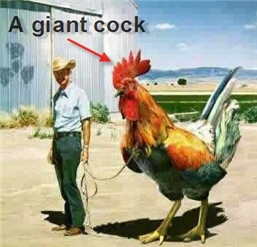 1992 Ford Mustang - A man is walking a giant rooster on a leash in front of a building.