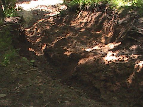 1980 Dodge Magnum - A muddy, rutted track winds through a wooded area, showing signs of off-road vehicle use.