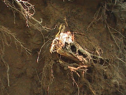1980 Dodge Magnum - A bird's nest is visible amongst tangled tree roots, with the SuperMotors logo in the lower right corner.