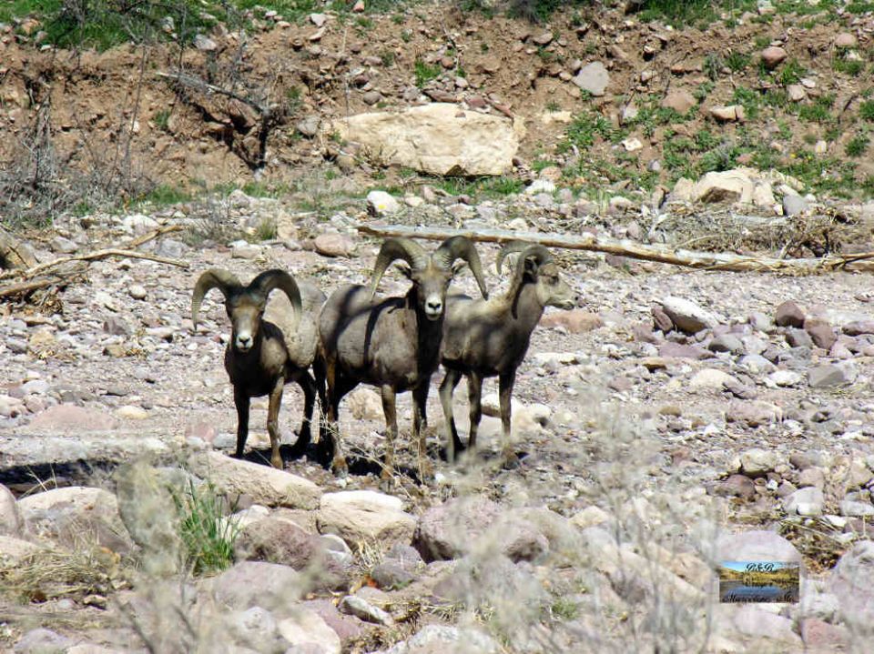 Three bighorn sheep standing on a rocky desert hillside