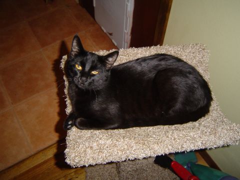 1989 Ford Bronco - A black cat lounges on a textured cushion, its yellow eyes fixed on the viewer.