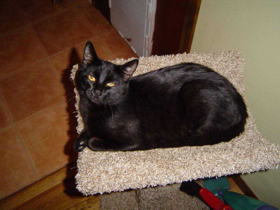 Black cat with amber eyes resting on a beige shag rug on a tiled floor