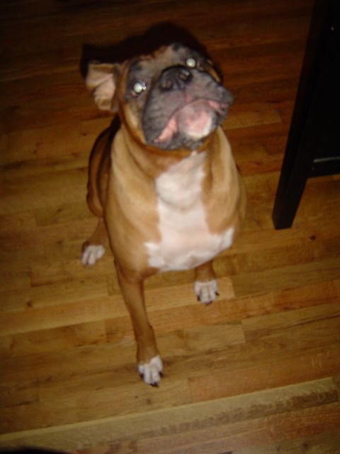 1989 Ford Bronco - A tan and white Boxer dog is sitting on a wooden floor, looking upwards with its head tilted.