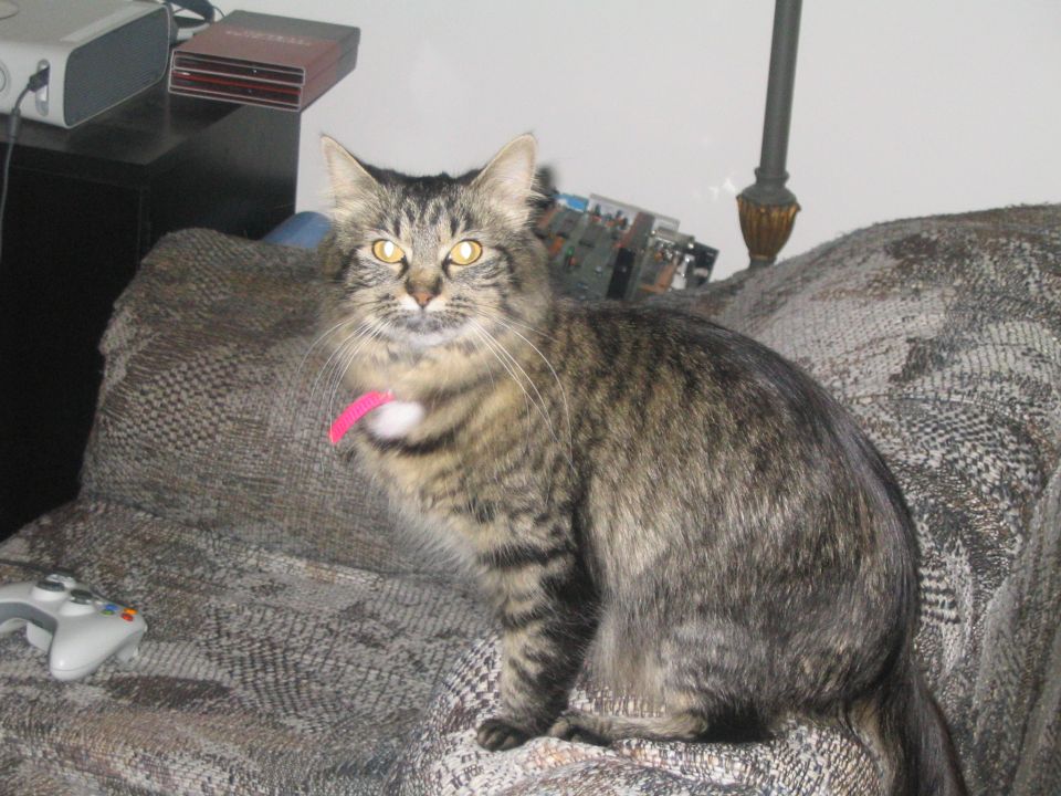 Tabby cat with a pink collar sitting on a patterned couch