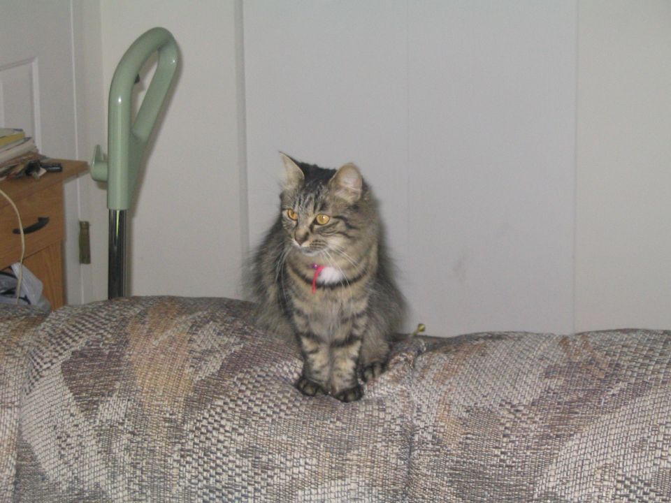 Long-haired tabby cat sitting on the back of a couch indoors