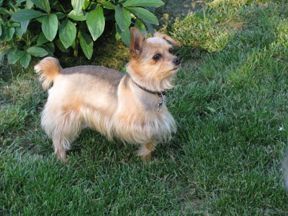 Small tan terrier dog standing on grass near a bush