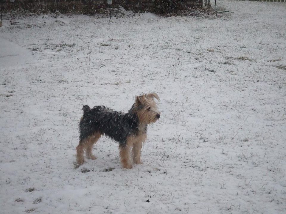 Terrier mix dog standing in a snowy yard